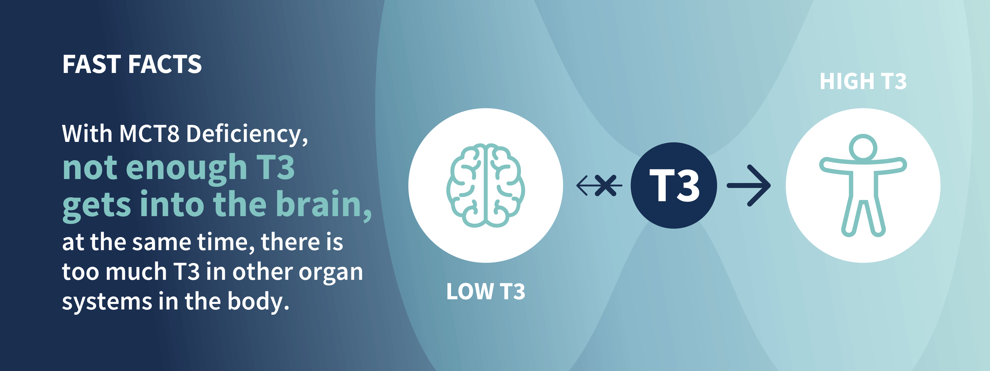 With MCT8 Deficiency, not enough T3 gets into the brain, at the same time, there is too much T3 in other organ systems in the body.