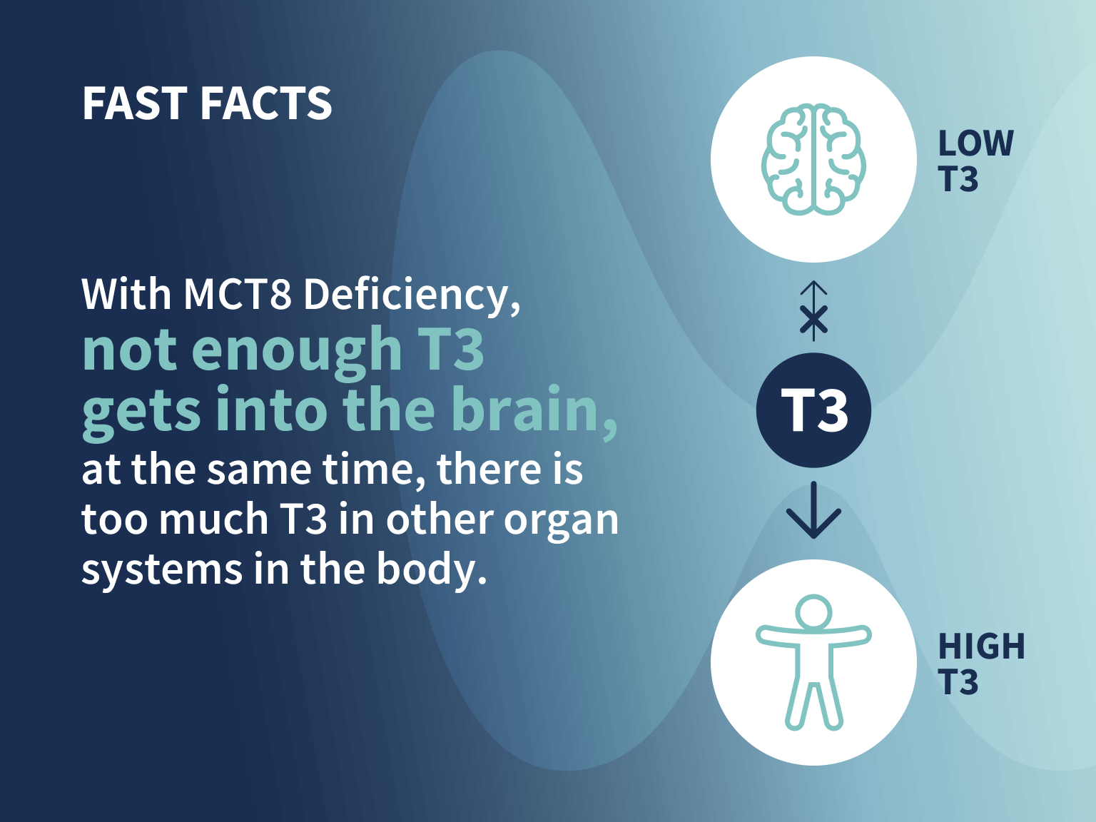 With MCT8 Deficiency, not enough T3 gets into the brain, at the same time, there is too much T3 in other organ systems in the body.